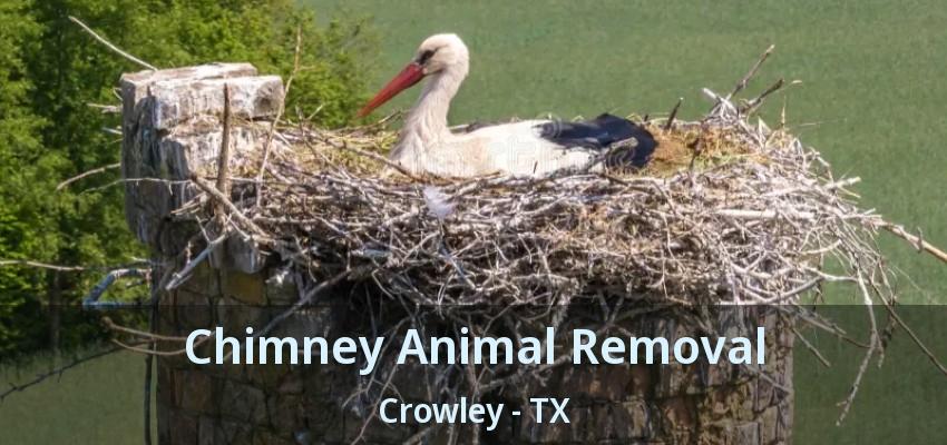 Chimney Animal Removal Crowley - TX