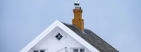 Chimney Nest Removal Crowley